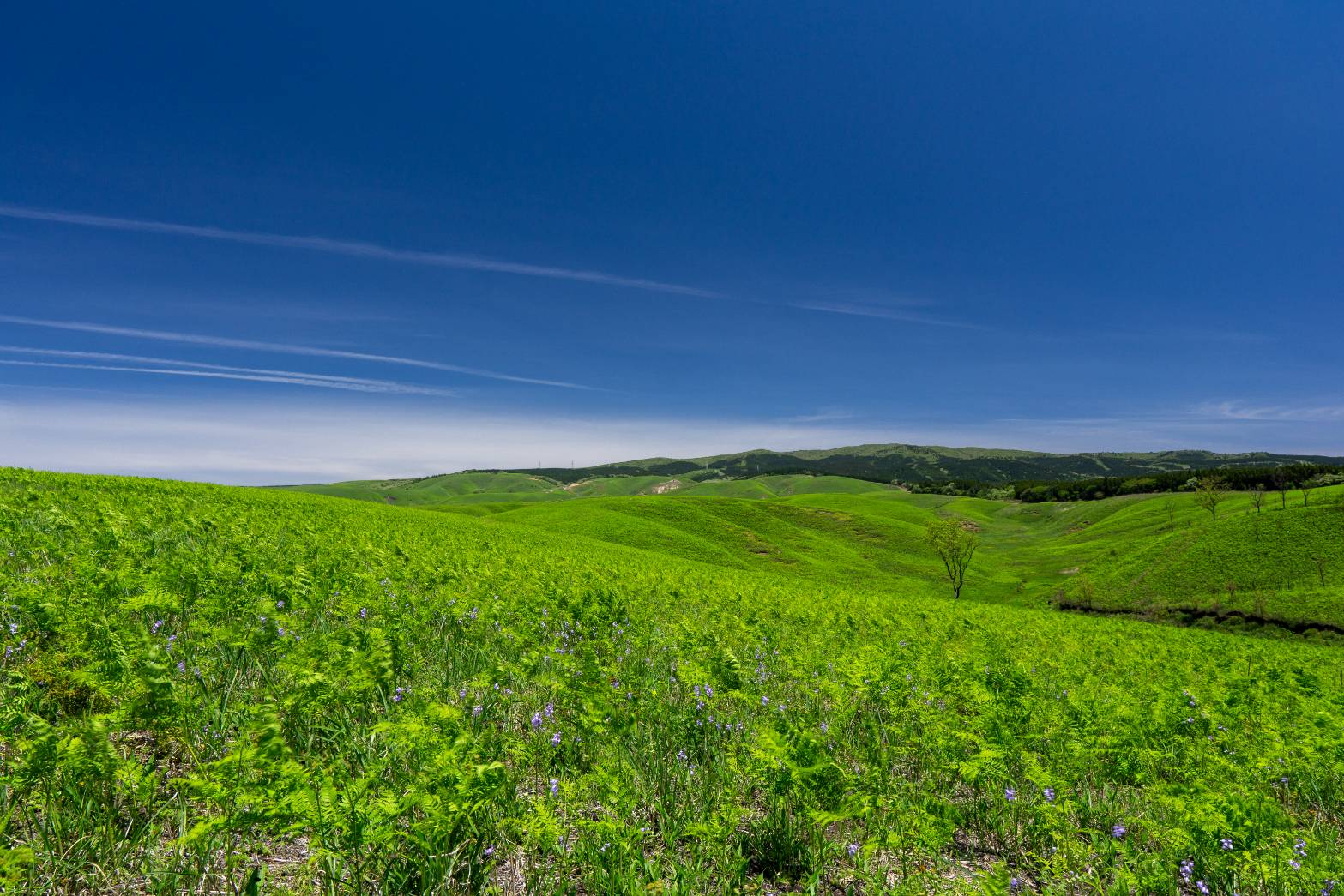 山都町の大矢野原