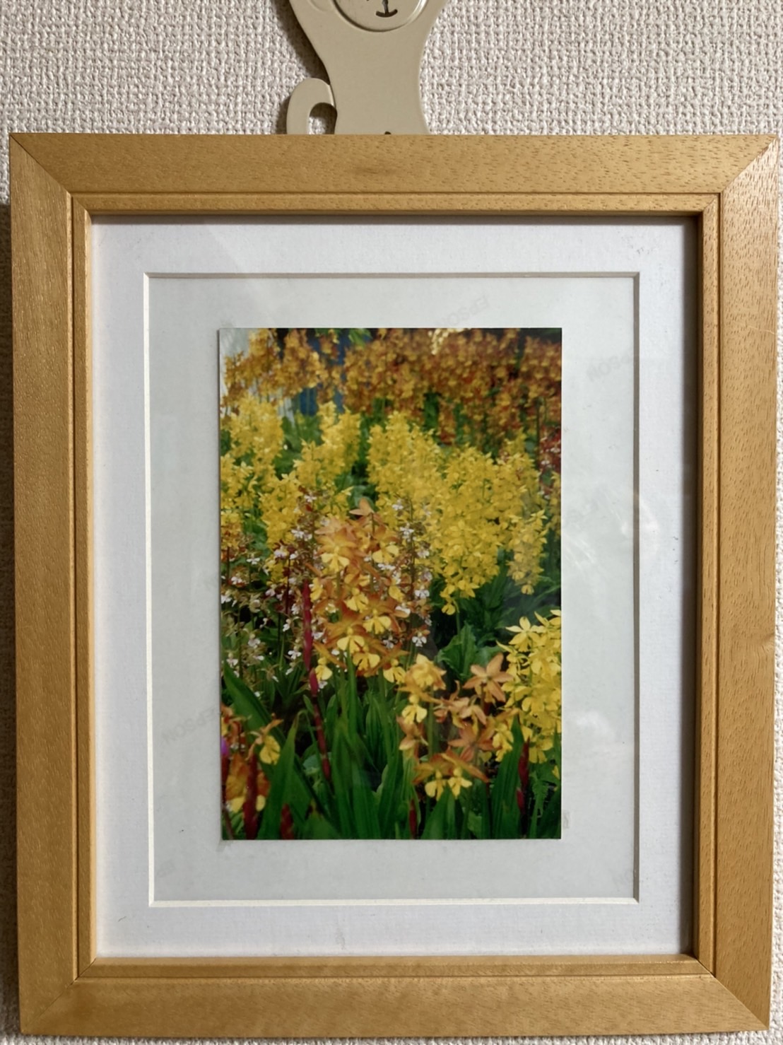 庭で育てたエビネ